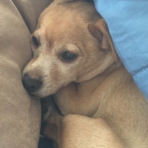 Meet your Posher, Veronica